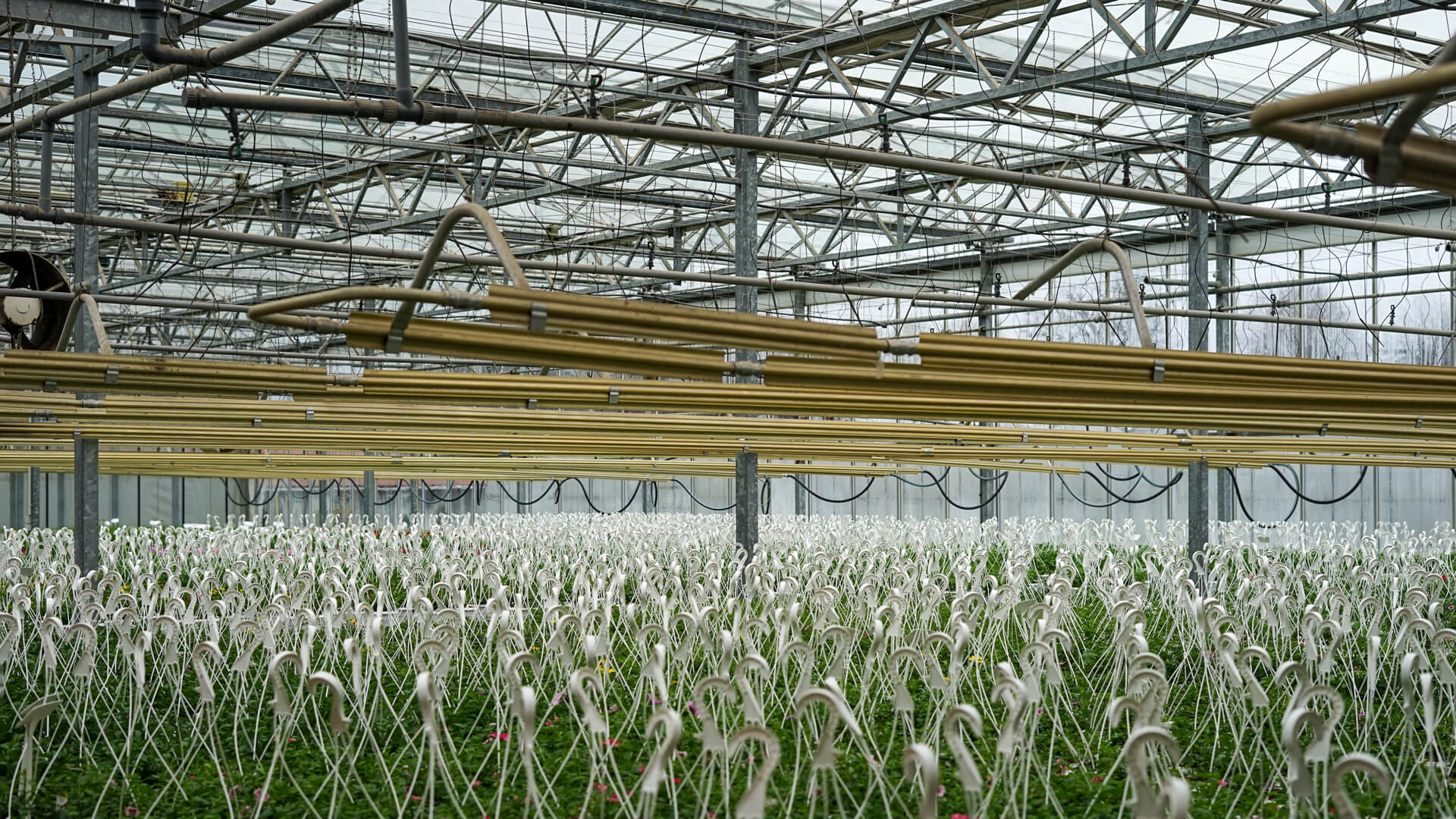 gewaechshaus-waerme-biomasse Gewächshaus Wärme aus einer Biomasseheizung von dp Energietechnik