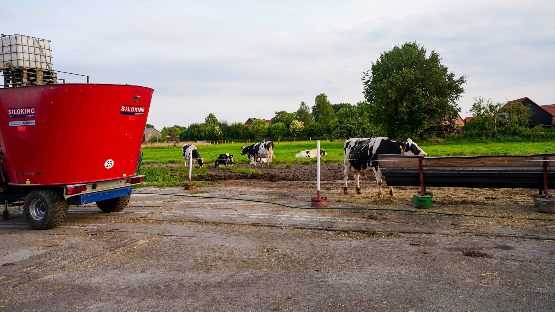 milch-vieh-betrieb Milchkühe von Hof Evers auf der grünen Wiese