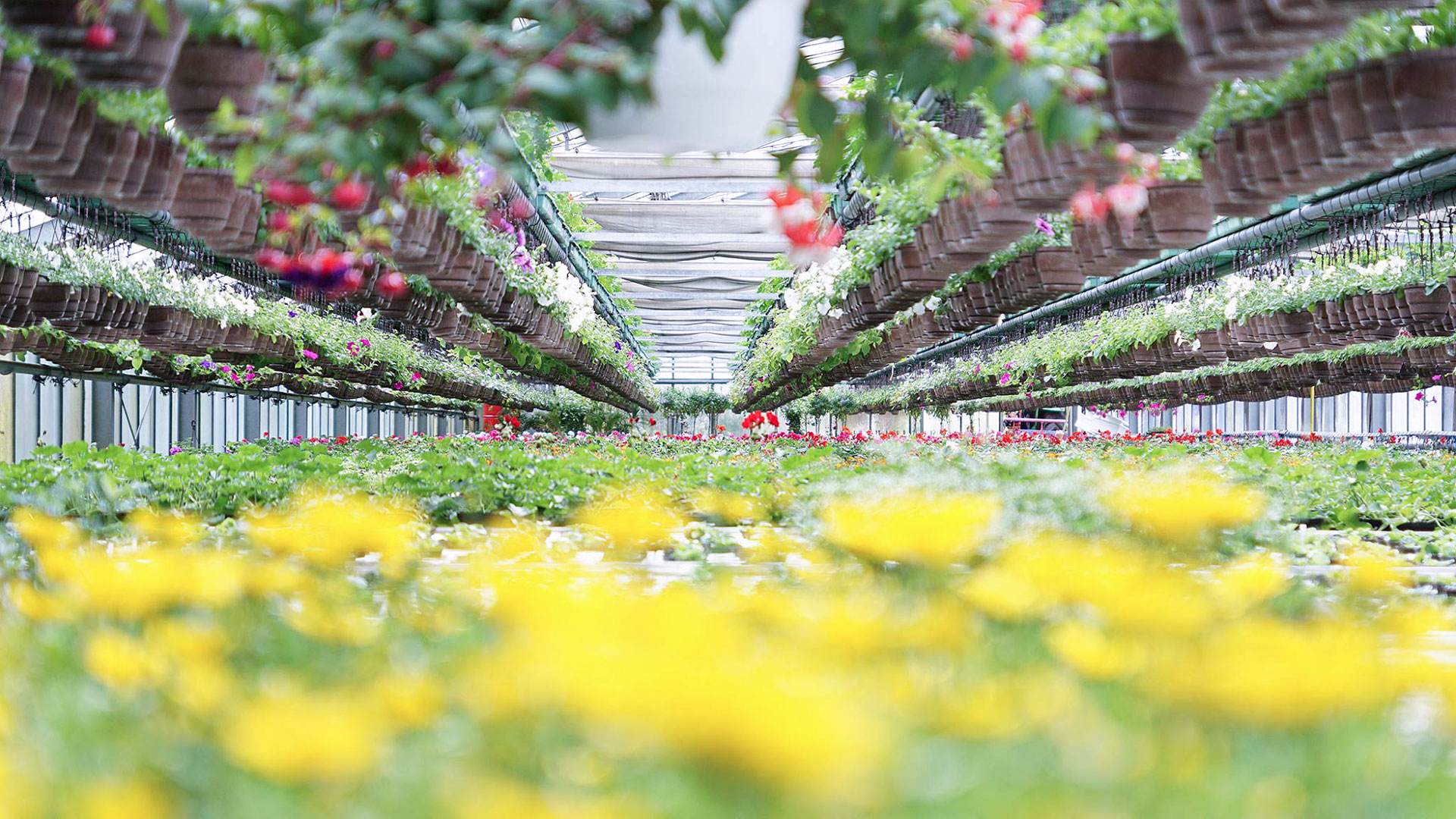 Glasgewächshaus der Gärtnerei Niklas mit gelben und roten Blumen