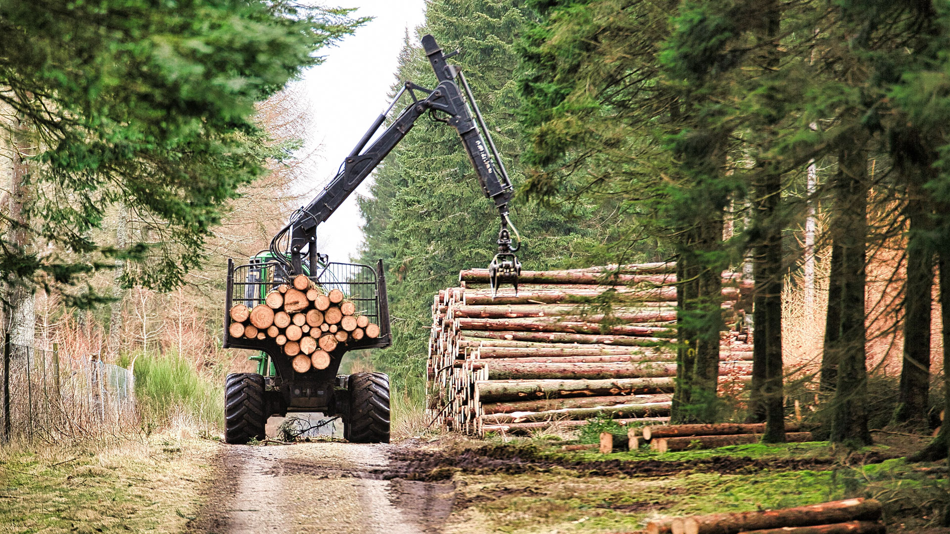 Forstmaschine auf einem Waldweg beim Verladen von Baumstämmen
