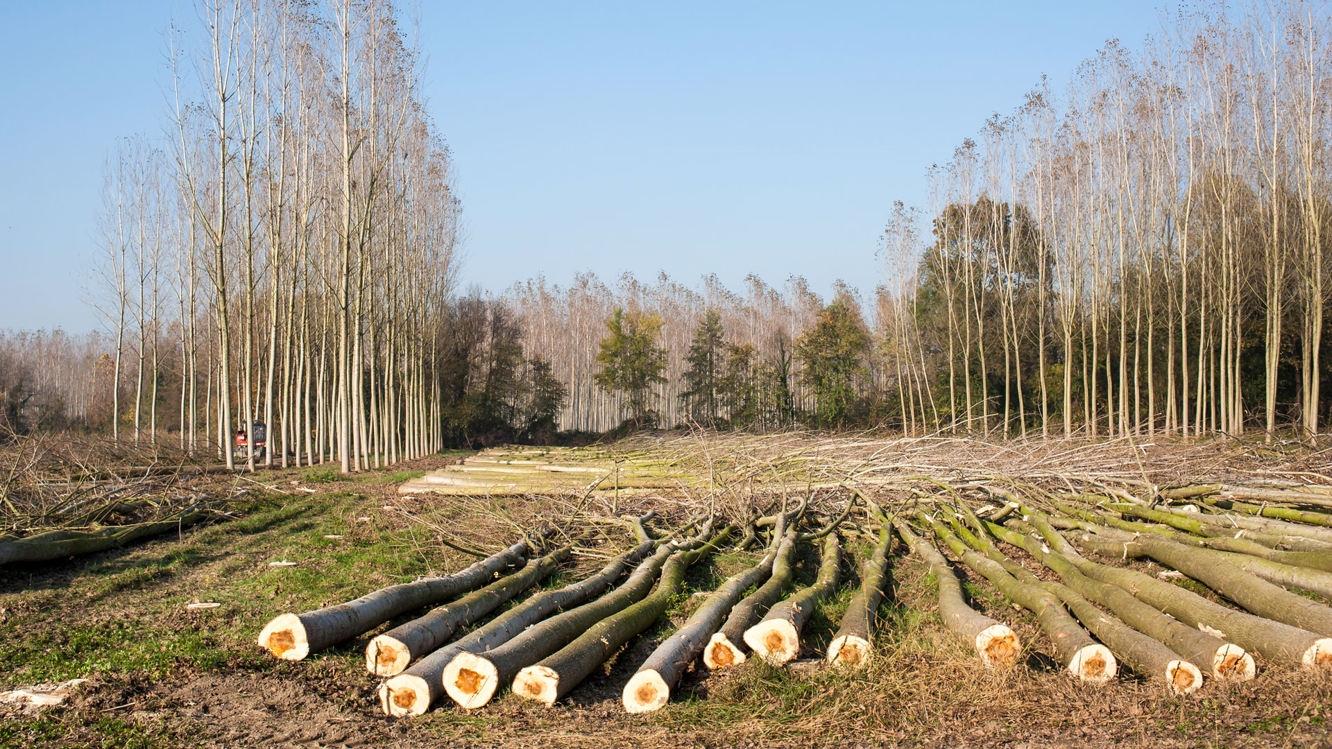 Ein Pappelwald auf einer Kurzumtriebsplantage