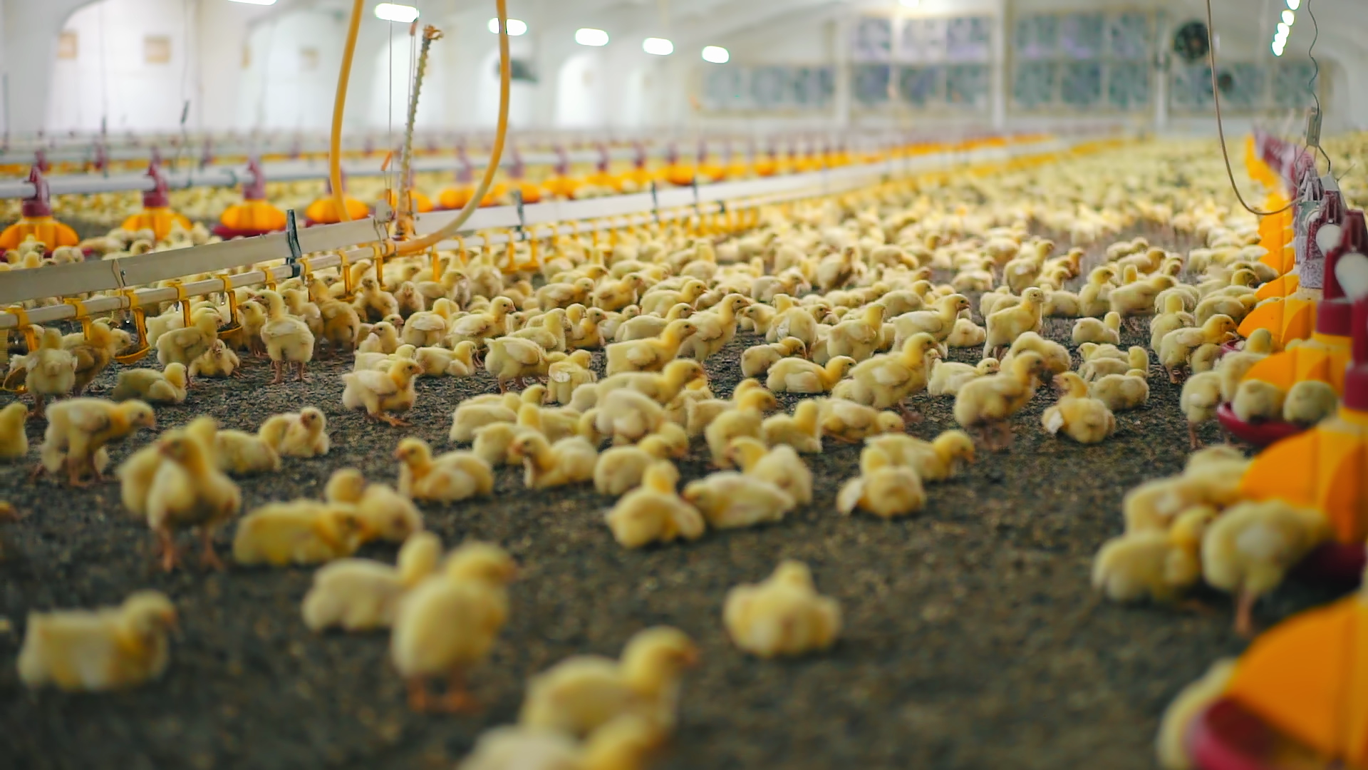 Gelbe Hähnchenküchen in einem Stall mit Biomasseheizung