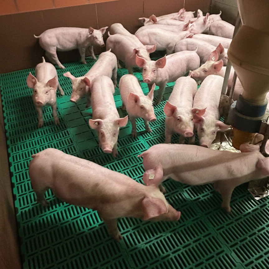 Ferkel auf Flatdecks