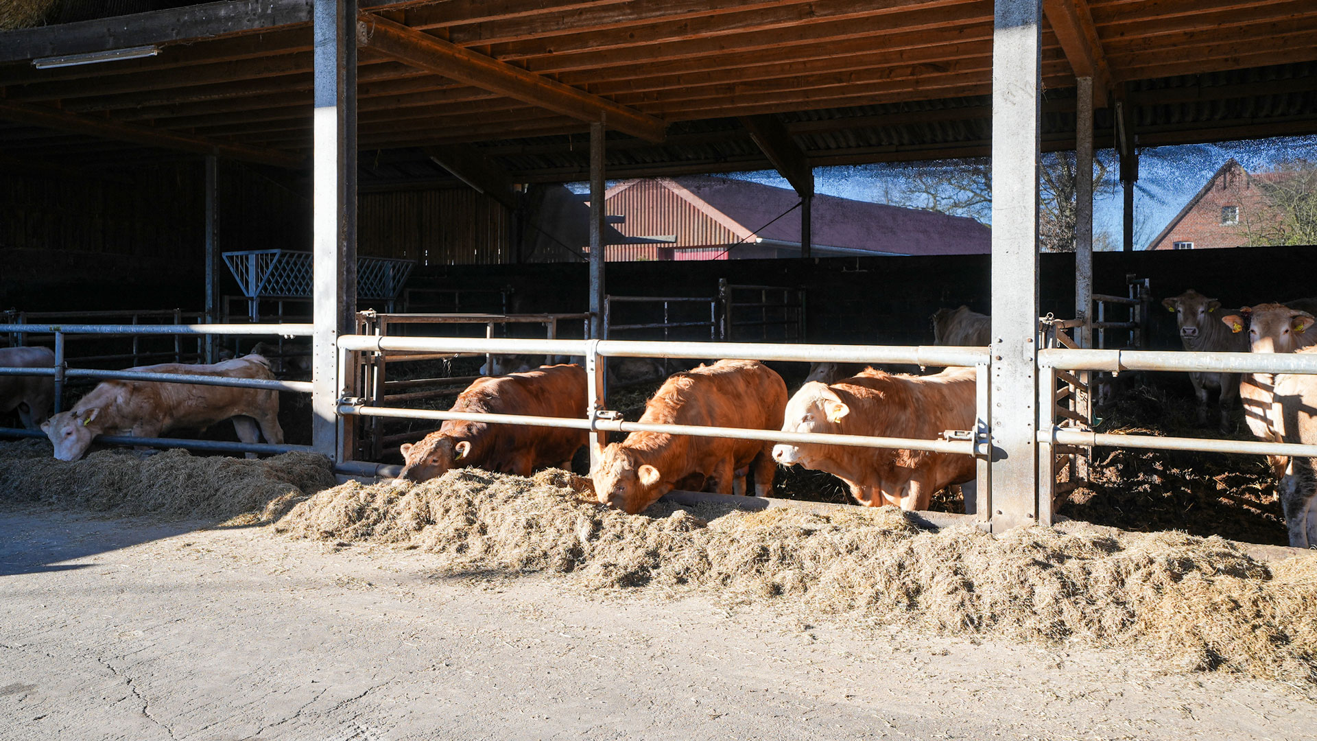 Offentallhaltung für Kühe